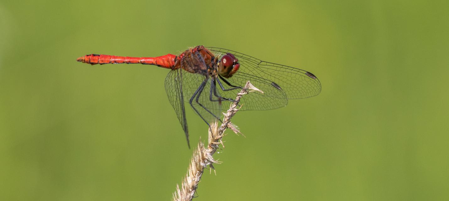 Blutrote Heidellibelle