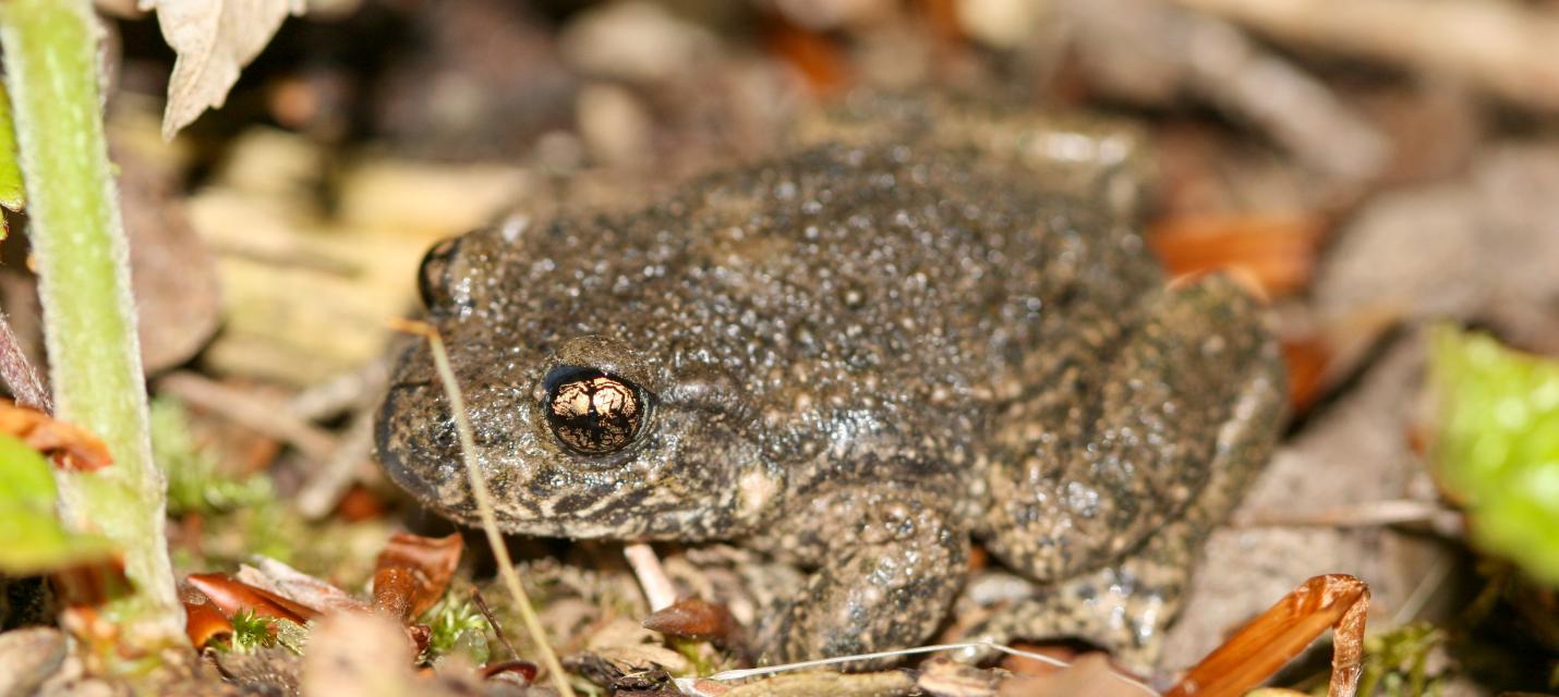 Glögglifrosch